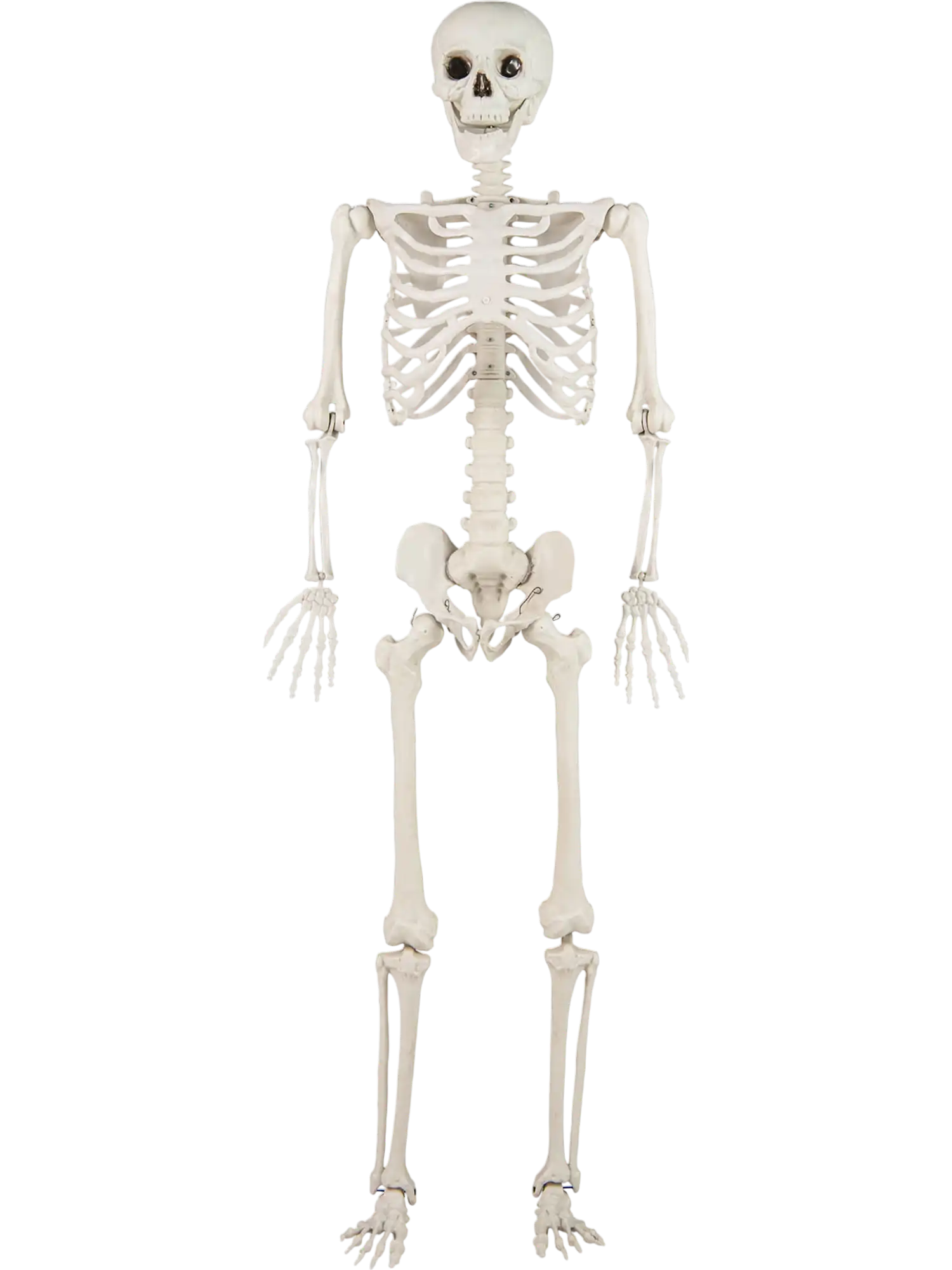 Costway 5.4' Life Size Large Halloween Skeleton Decoration 99760217 New