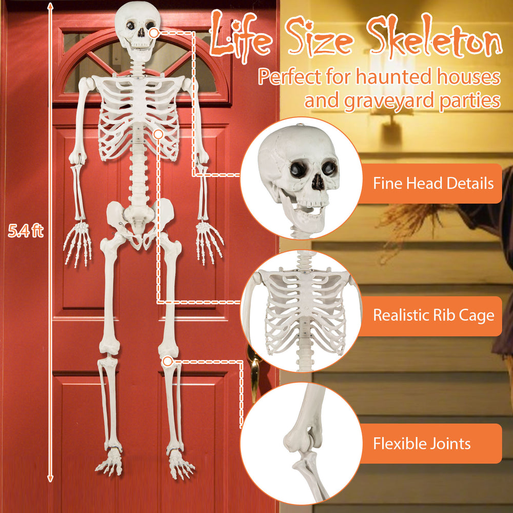Life-size 5.4 ft Halloween skeleton decoration with realistic bone details and flexible joints, perfect for outdoor.