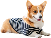 Corgi resting on a pet piddle pad with 150 pieces, 24 x 36 inches, made from soft non-woven fabric for comfort.