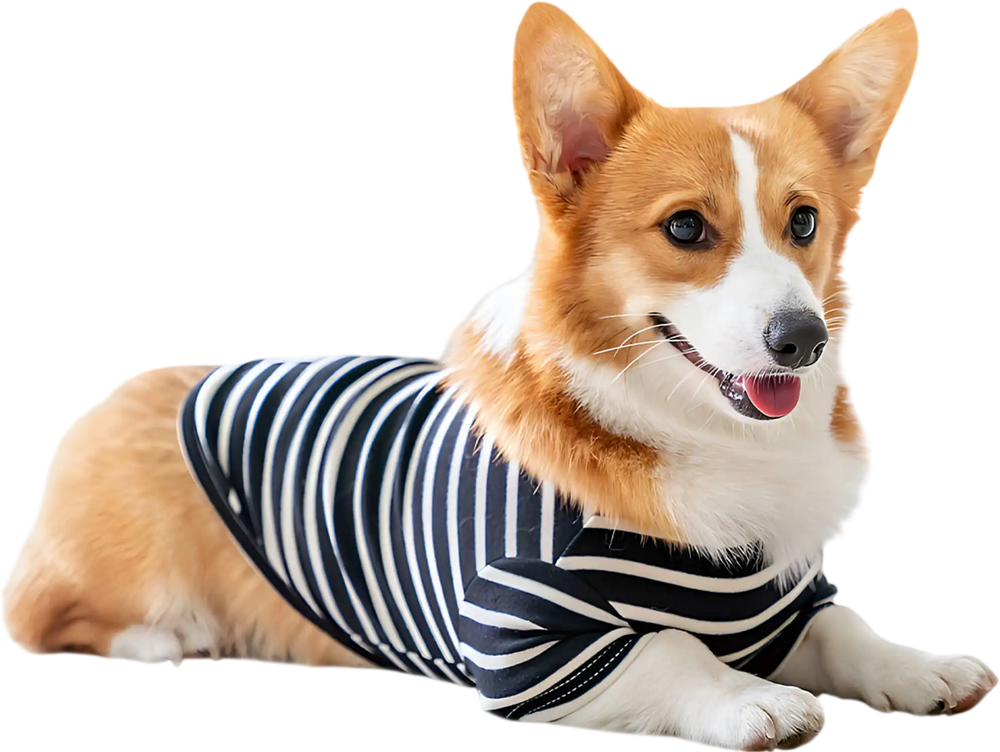 Corgi resting on a pet piddle pad with 150 pieces, 24 x 36 inches, made from soft non-woven fabric for comfort.