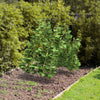Foldable A-frame trellis plant supports in green, ideal for climbing plants, featuring a sturdy steel frame for garden.