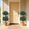 2 Pack 36" Artificial Double Ball Boxwood Topiary Tree with 41 Blossoms-White - Gallery View 1 of 9