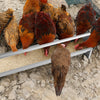 Chickens feeding from a silver metal trough, featuring a trapezoidal design and elevated legs for stability and ease.