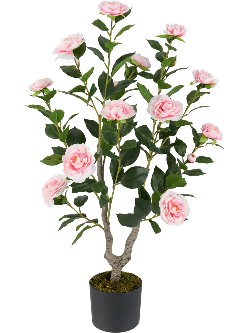 36-inch artificial camellia tree with pink blooming flowers and realistic moss, perfect for home or office decoration.