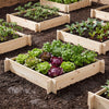 Square wooden raised garden bed, 39.5" x 39.5", filled with vibrant lettuce and herbs for home gardening.
