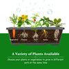 5-tier raised garden bed with drainage, featuring vegetables, flowers, and herbs for easy planting and growth.