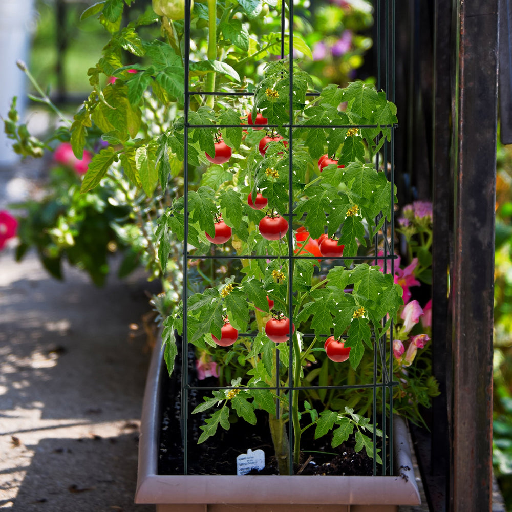 Garden trellis featuring a stable iron frame, ideal for supporting climbing plants like tomatoes in a vibrant garden.