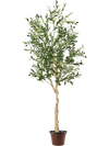 6-foot artificial olive tree with detailed silk leaves and fruits, set in a sturdy cement pot for stylish indoor decor.