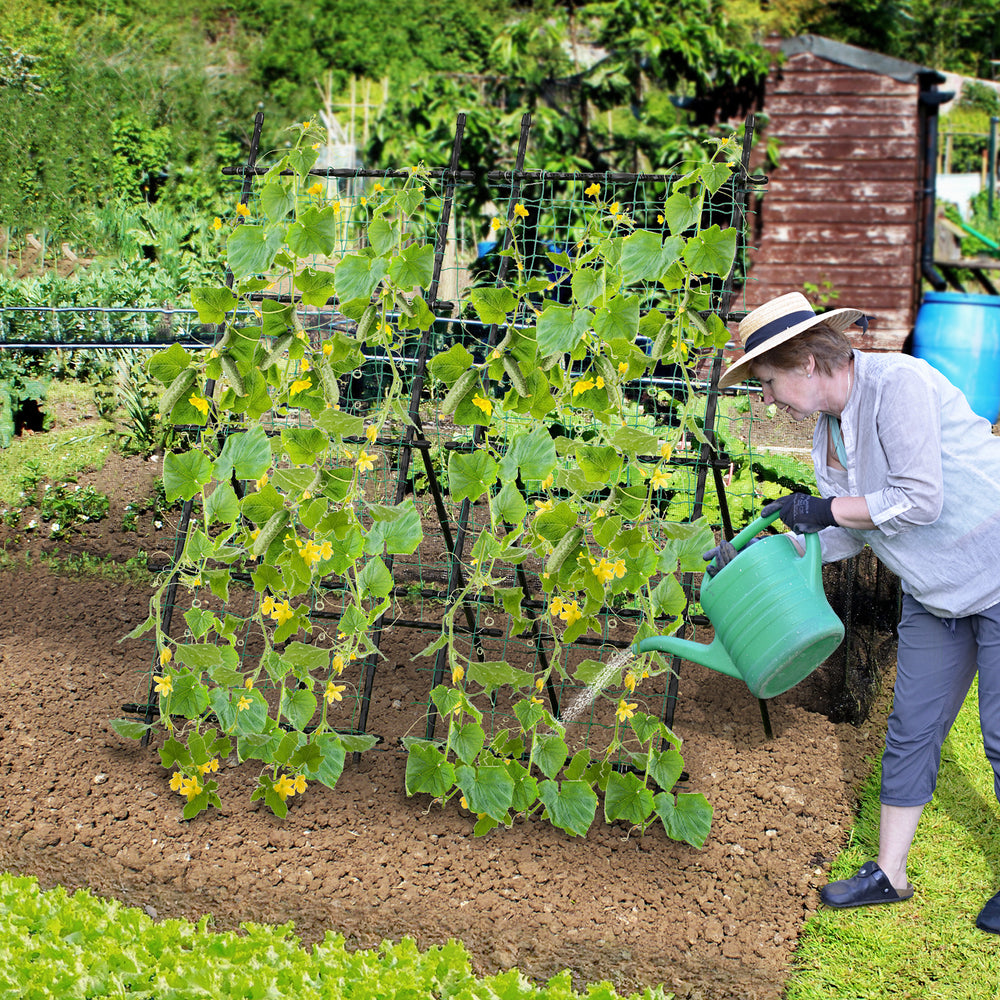 Gardener watering climbing plants on a 74-inch tall A-frame garden trellis, designed for flowers and vegetables.