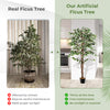 Tall artificial Ficus tree with 1008 leaves, solid wood trunk, and dried moss, perfect for indoor decor without.