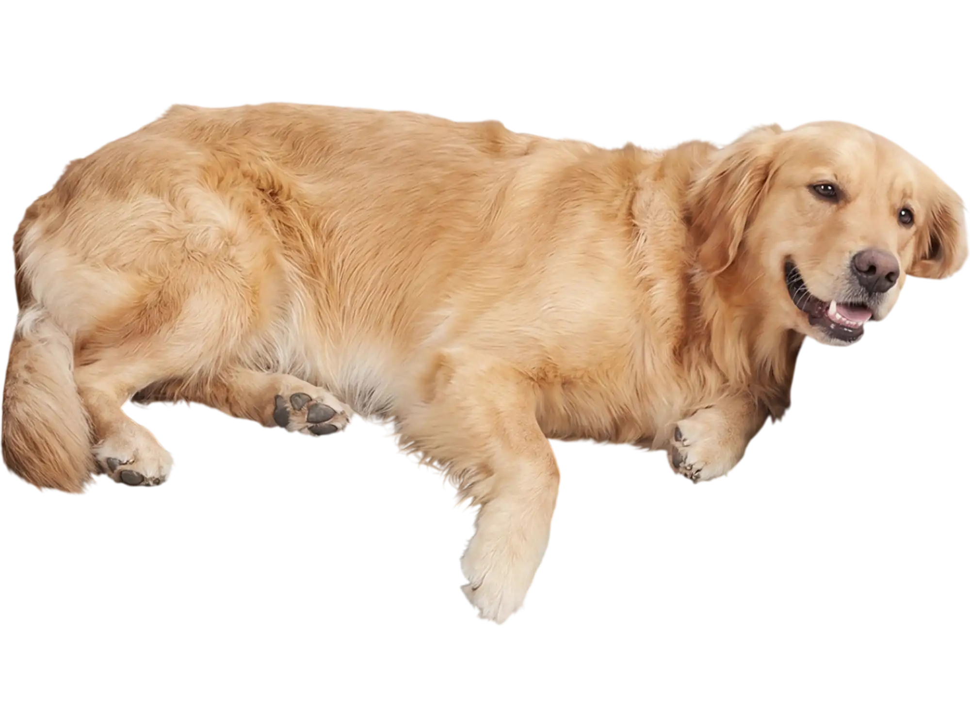 Costway Cooling Gel Memory Foam Dog Bed Washable Cover Medium Dogs 87723943 New