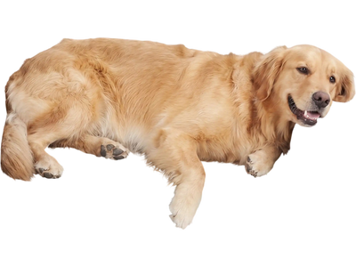 Costway Cooling Gel Memory Foam Dog Bed Washable Cover Medium Dogs 87723943 New