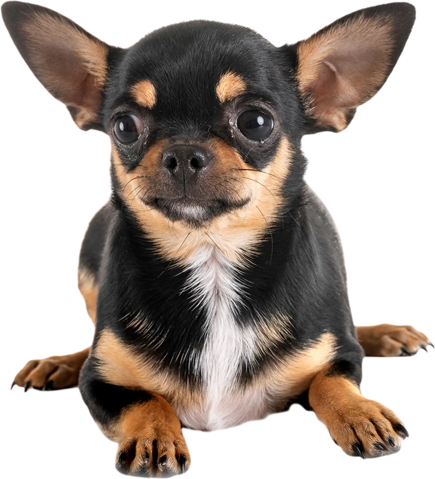 Costway Dog & Puppy Pee Pads Potty Training 18