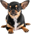 Chihuahua on blue dog pee pads, 18" x 13", 300 counts, designed for potty training and leak protection.