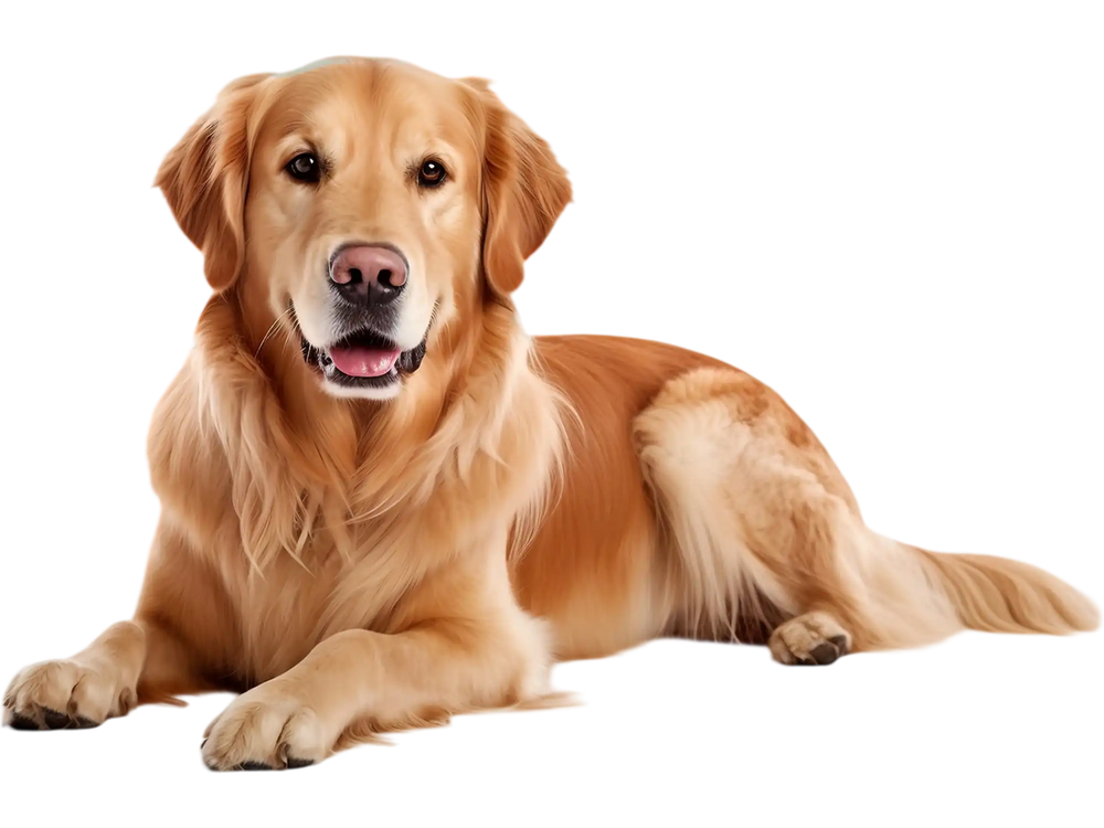 Dog and puppy pee pads 36" x 36" in blue, featuring a 5-layer design for maximum absorption and leak protection.