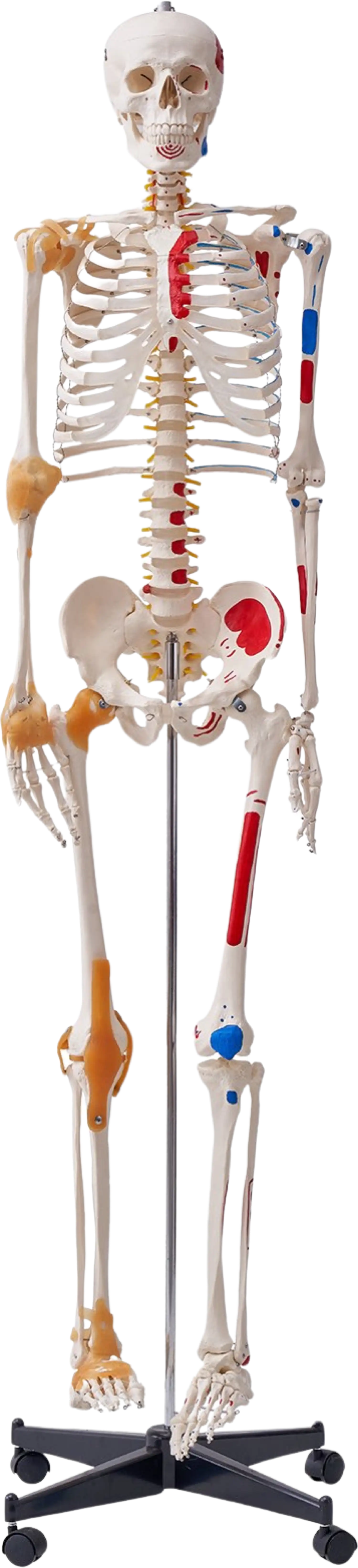 Vevor Human Skeleton Model 71.65