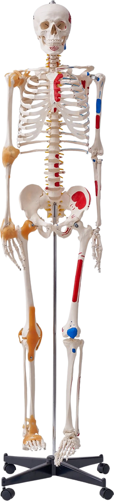 Vevor Human Skeleton Model 71.65