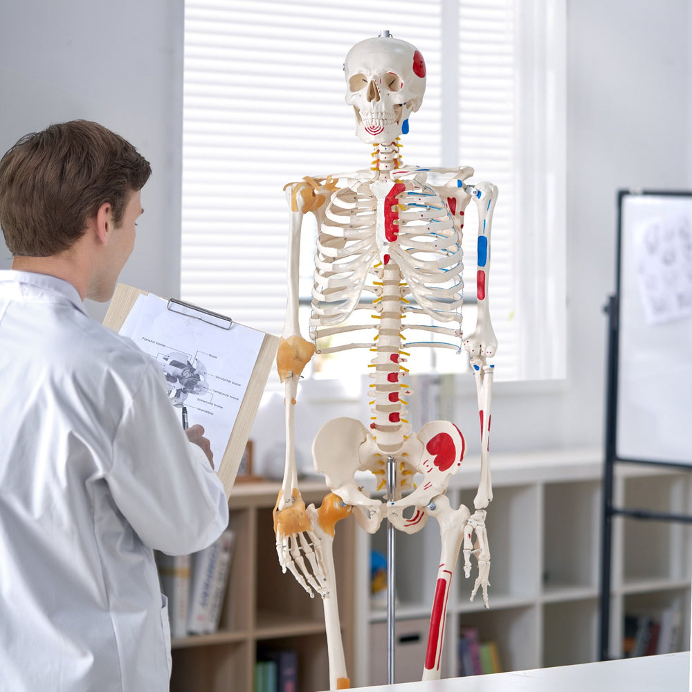 Vevor Human Skeleton Model 71.65" Life-Size PVC Anatomical Model with Ligaments and Movable Joints New