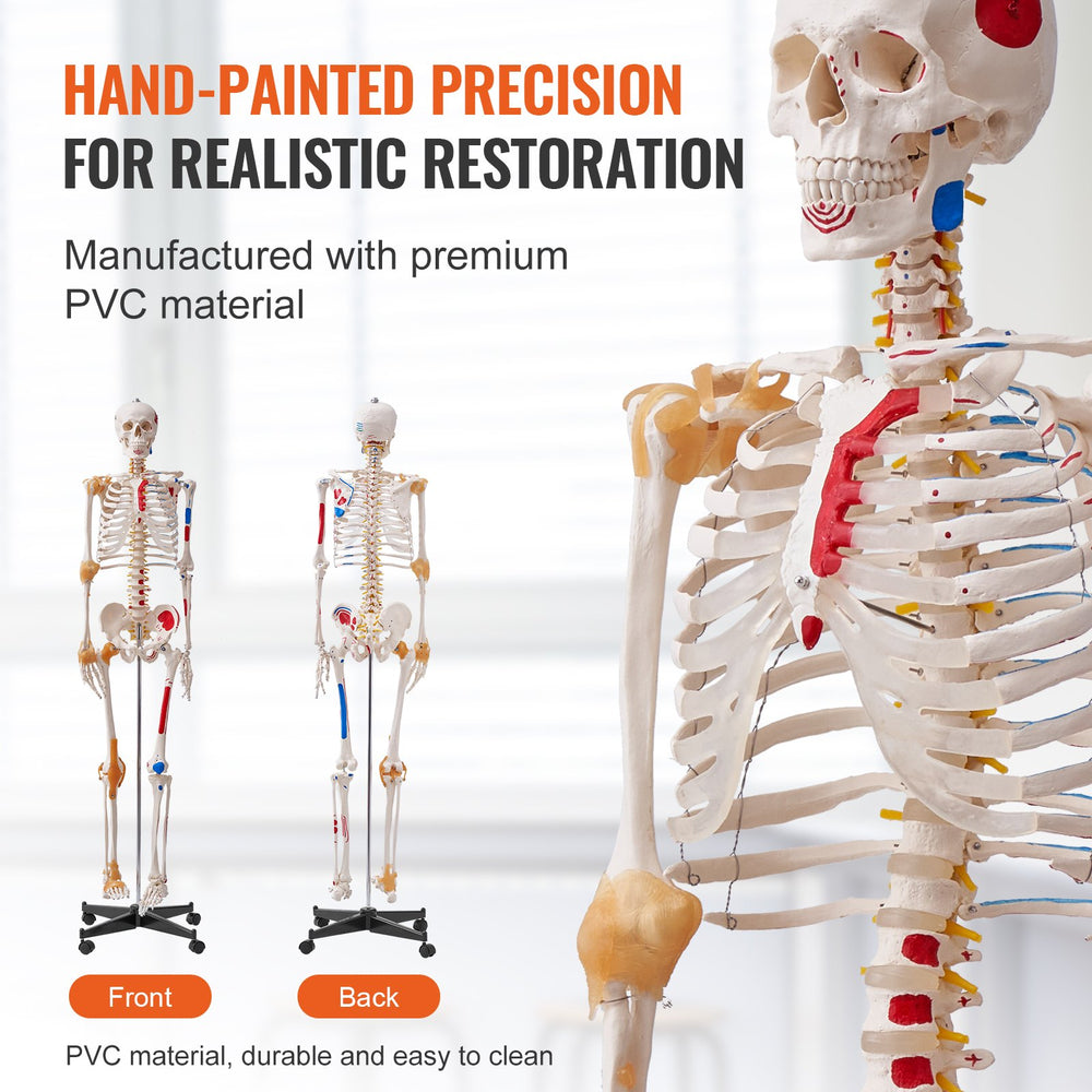 Vevor Human Skeleton Model 71.65" Life-Size PVC Anatomical Model with Ligaments and Movable Joints New