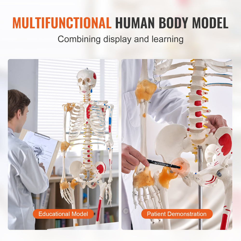 Vevor Human Skeleton Model 71.65" Life-Size PVC Anatomical Model with Ligaments and Movable Joints New