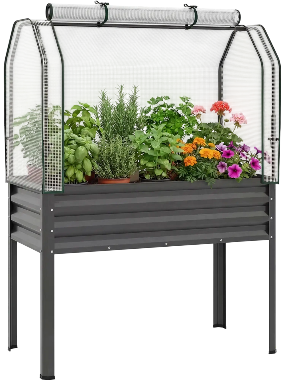 Galvanized raised garden bed with greenhouse cover, ideal for growing vegetables and flowers, elevated for comfortable.