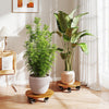 Rolling plant stands made of solid acacia wood with 360° lockable casters, perfect for indoor plants and decor.