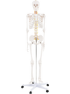 70.8 Inch Human Skeleton Model for Anatomy