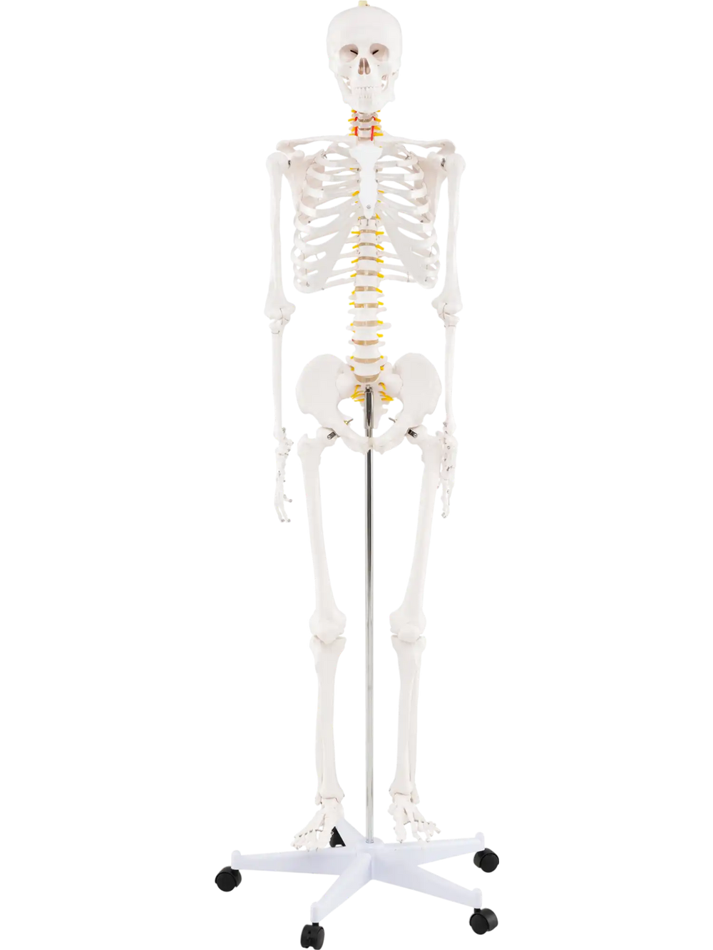 70.8 Inch Human Skeleton Model for Anatomy