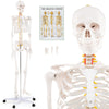 Life-size human skeleton model with detachable skull cap, movable jaw, and 5-claw base for anatomy education.