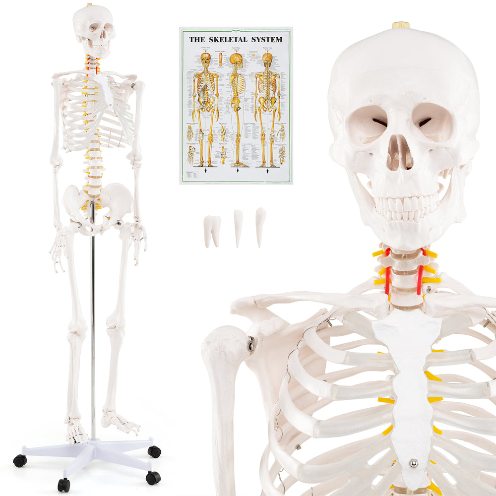 Life-size human skeleton model with detachable skull cap, movable jaw, and 5-claw base for anatomy education.