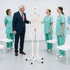 Life-size 70.8-inch human skeleton model with movable jaw, detachable skull cap, and 5-claw base for anatomy education.