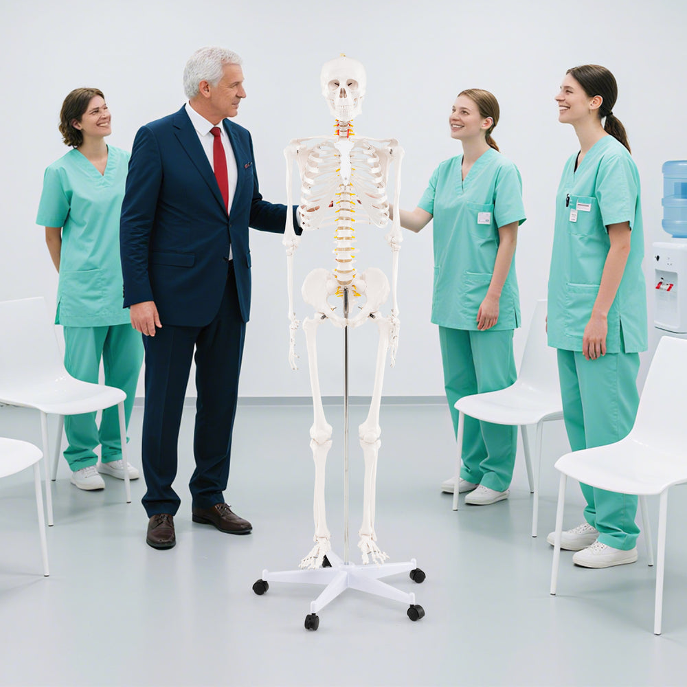 Life-size 70.8-inch human skeleton model with movable jaw, detachable skull cap, and 5-claw base for anatomy education.