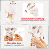 Detachable skull cap and movable jaw with 3 detachable teeth on a 70.8-inch human skeleton model for anatomy education.