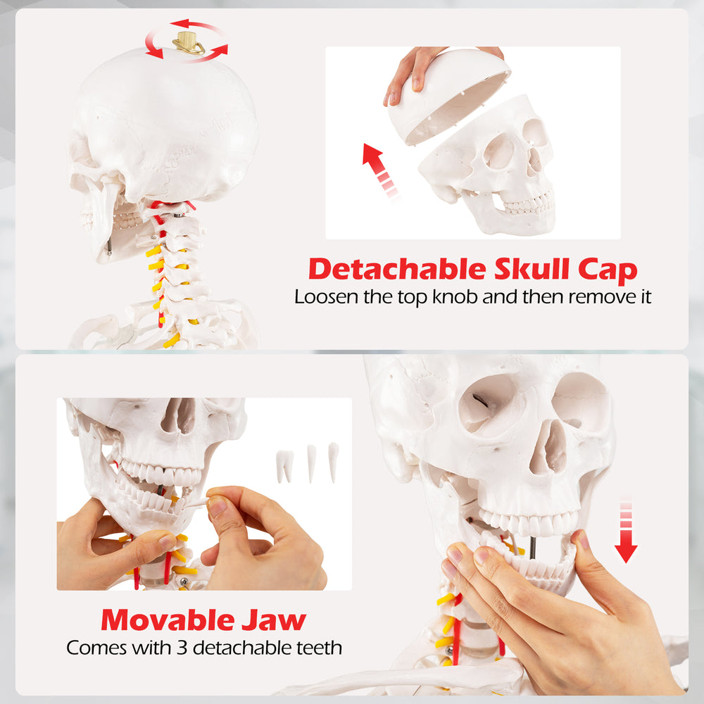 Detachable skull cap and movable jaw with 3 detachable teeth on a 70.8-inch human skeleton model for anatomy education.