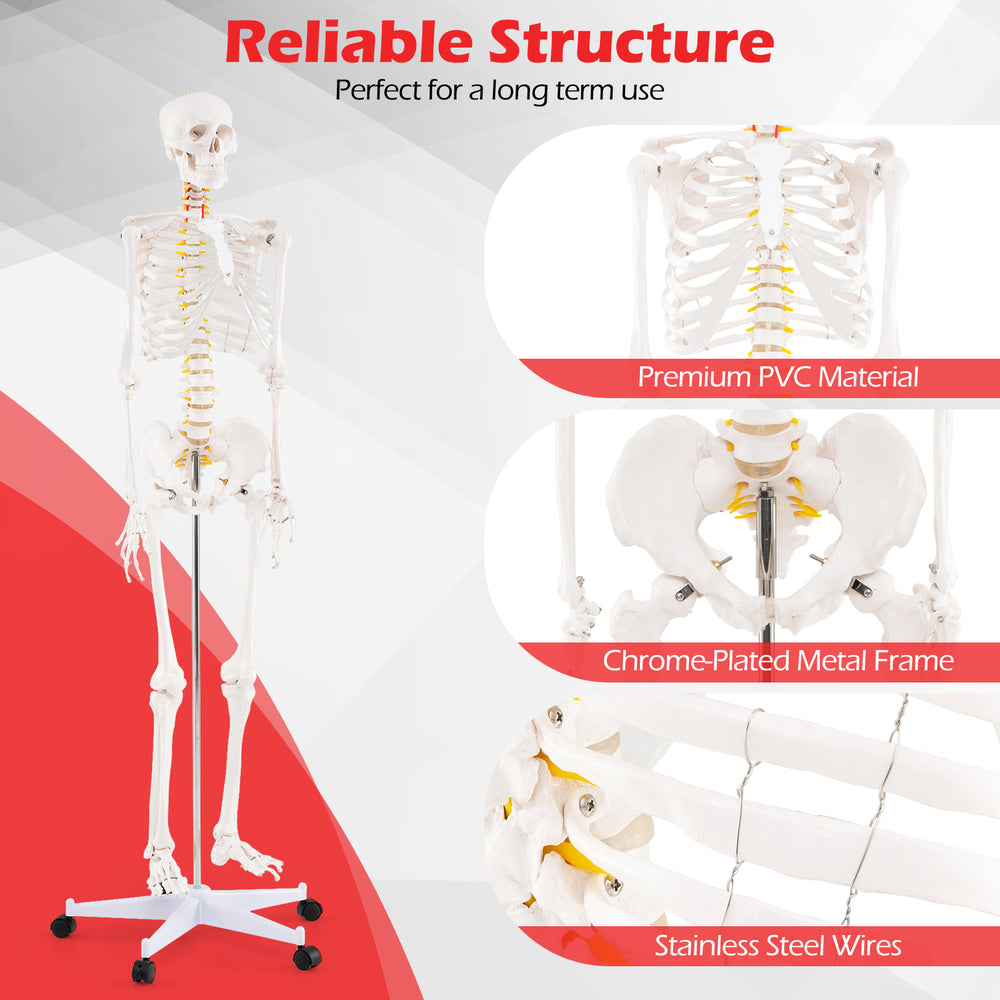 Life-size 70.8-inch human skeleton model made of premium PVC with a chrome-plated metal frame, ideal for anatomy.