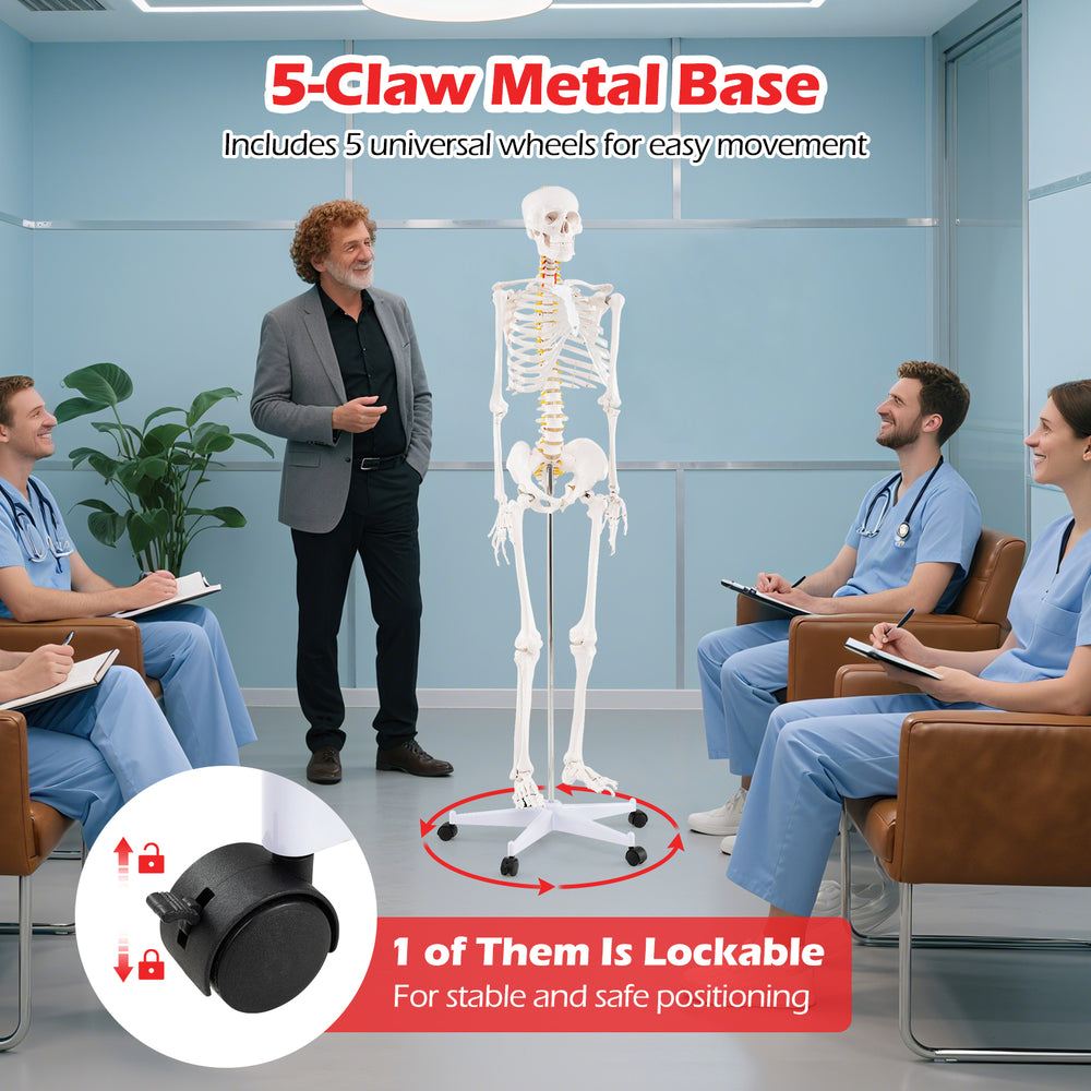 Life-size human skeleton model with a 5-claw metal base and wheels for easy movement, ideal for anatomy education.
