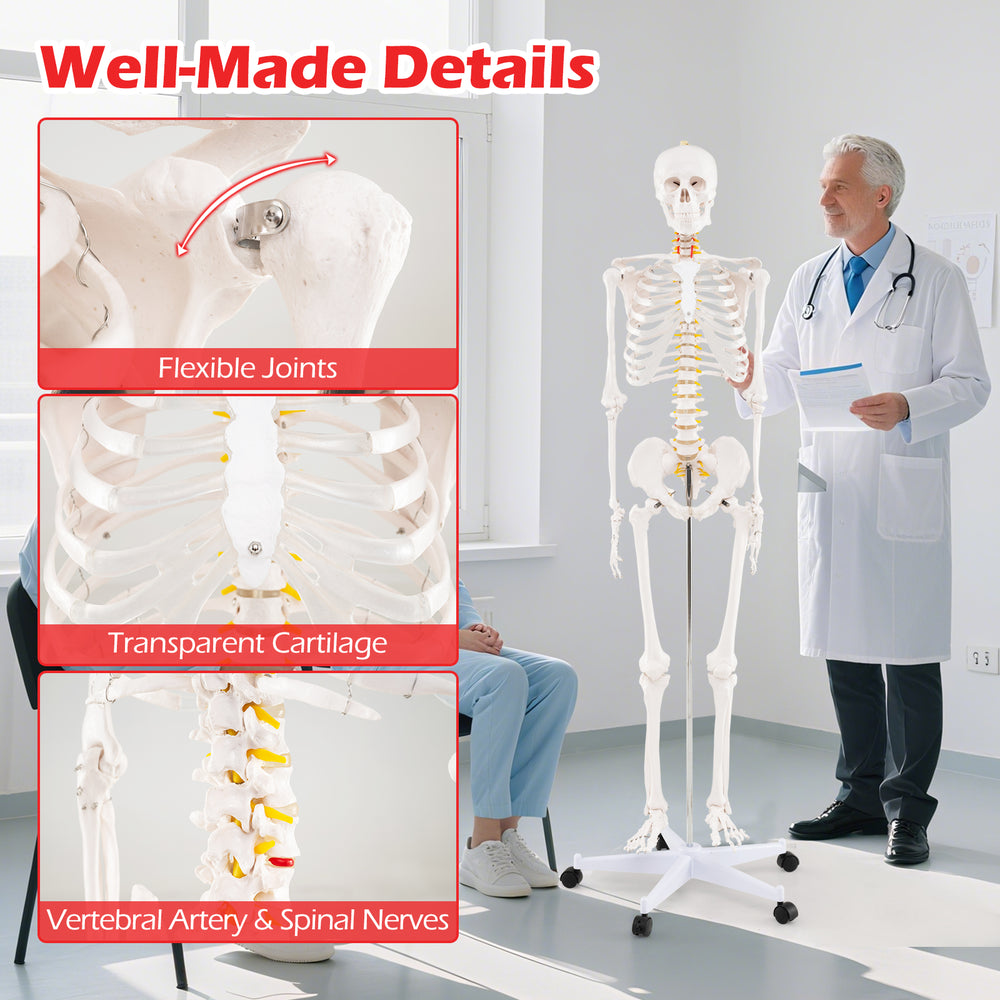 Life-size human skeleton model with flexible joints, transparent cartilage, and movable jaw for anatomy education.