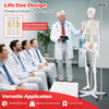 Life-size 70.8-inch human skeleton model with detachable skull, movable jaw, and chrome-plated base for medical.