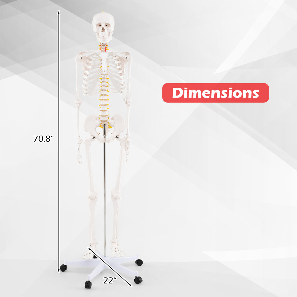 Life-size 70.8-inch human skeleton model with detachable skull cap and movable jaw, ideal for anatomy education.