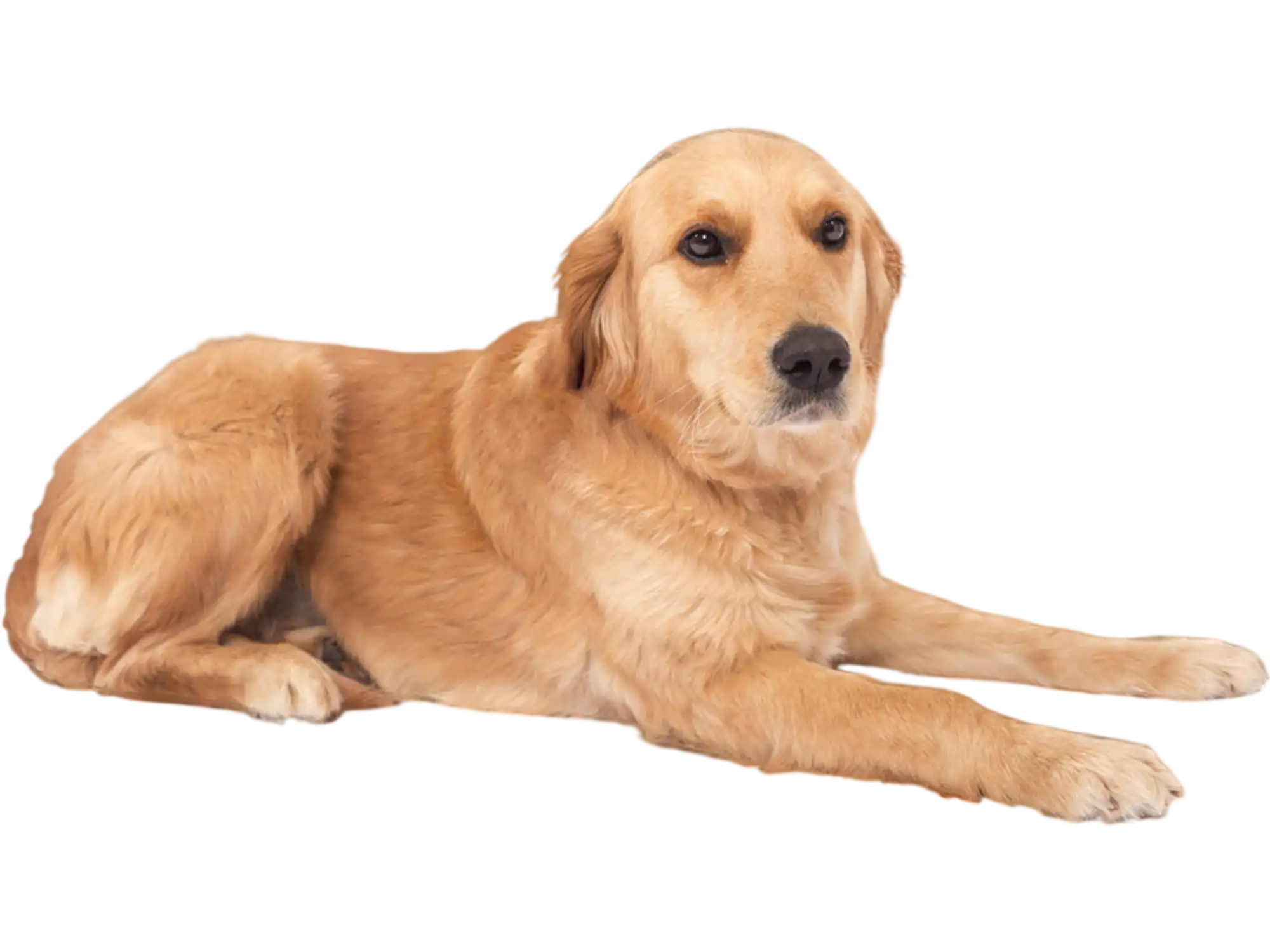 Costway Orthopedic Memory Foam Dog Bed Large Gray 61374895 New