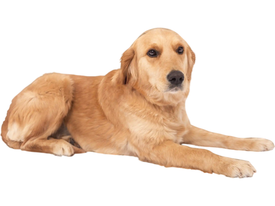 Costway Orthopedic Memory Foam Dog Bed Large Gray 61374895 New