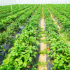 6.5 x 330/4 x 250/6 x 300 Feet Weed Barrier Landscape Fabric-6 ft - Gallery View 1 of 10