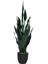 35.5 Inch  Indoor-Outdoor Artificial Fake Snake Plant