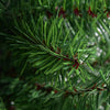 Close-up of green PVC branches of a 2 ft artificial Christmas tree with a burlap bag base for stability.