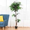 5.5 feet artificial ficus tree with realistic leaves and wood trunks in a black pot, perfect for home or office decor.