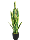 35.5 Inch Indoor-Outdoor Decoration Fake Artificial Snake Plant
