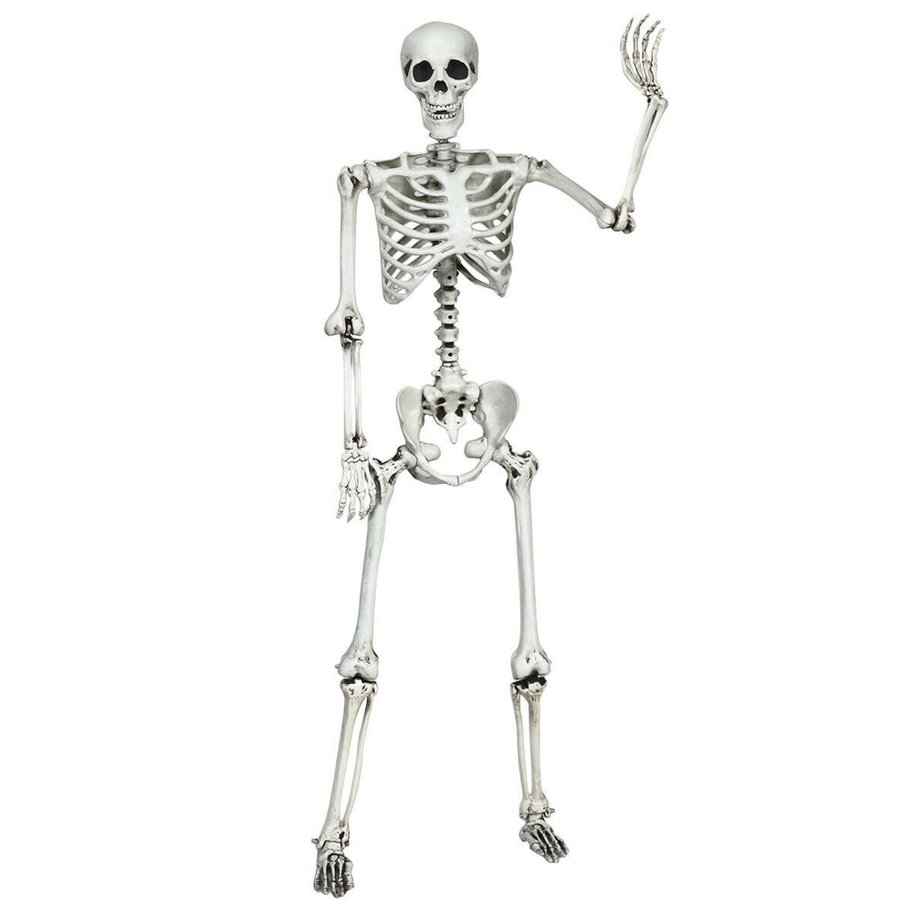 Life-size 5.4-foot Halloween skeleton with movable joints, perfect for spooky decorations at parties and outdoor.