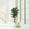 Artificial ficus silk tree with 504 leaves and hardwood trunk, perfect for home or office decor near windows.