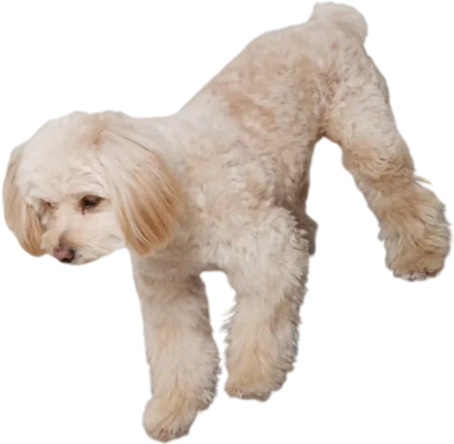 Vevor Dog Ramp Folding Adjustable 47.2