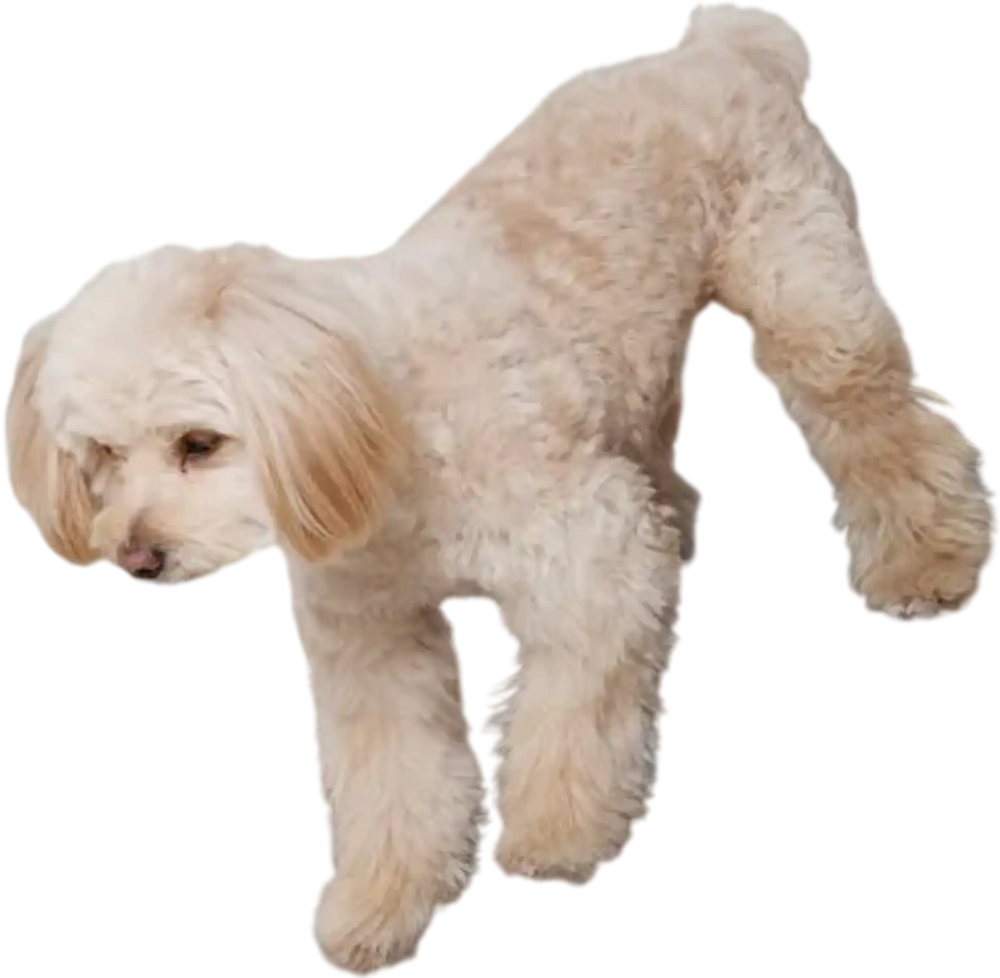 VEVOR Dog Ramp, Folding Pet Ramp for Bed, Adjustable Dog Ramp for Small, Large, Old Dogs & Cats, Wooden Pet Ramp with 47.2" Long Ramp, Adjustable from 13.8" to 27.6", Suitable for Couch, Sofa, Car